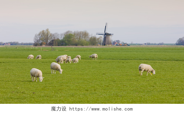 草原上吃草的羊群风车、 荷兰